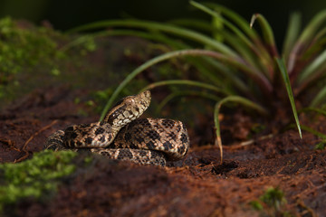 Fer-de-lance baby