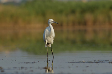Fototapeta premium great blue heron in the marsh