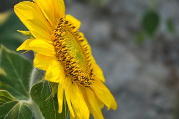 Girasoles al atardecer.