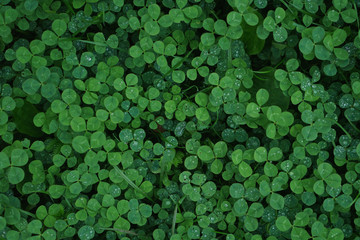 Green clover carpet with dew drops, top view. Natural background.