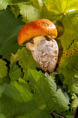 beautiful  Caesar's mushroom (Amanita caesarea) on vine leaves