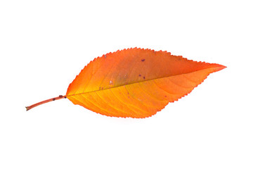 Yellow maple leaf as an autumn symbol. Isolated on white.