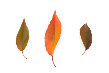 Fototapeta premium Yellow maple leaf as an autumn symbol. Isolated on white.