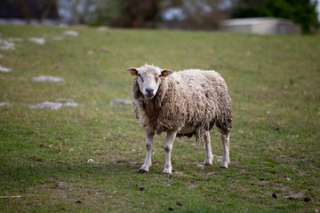 Beautiful sheep graze on a green meadow