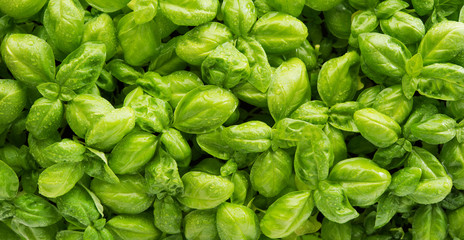 Lots of fresh green Basil with water drops, top view, banner