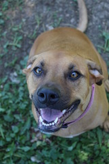 Holly the Black Mouth Cur giving a big smile for her photo