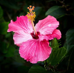 pink hibiscus