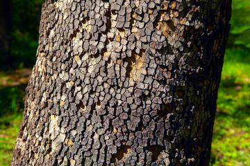 Tree bark in squares pattern .  Trunk of conifer tree