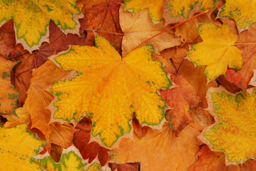 Naklejka na ściany i meble pile of yellow maple leaves are as a background, autumn multicolored creative composition
