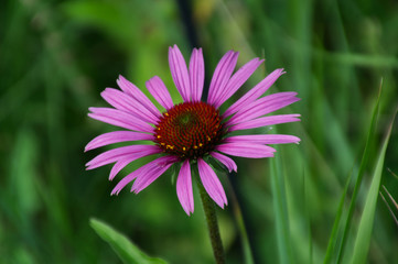 Fototapeta premium A Blooming Echinacea Flower