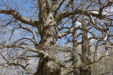 Bare trees with twisted branches in the forest. Chestnut forest in spring.