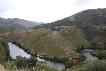 Landscape of vineyards grape in Douro valley, Portugal