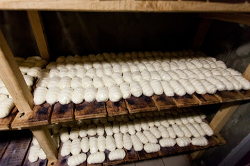 Suluguni cheese and feta cheese are stored on shelves in the basement of the dairy