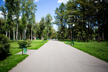 Fototapeta na wymiar Alleys and paths of the park with tall green trees on a sunny day along which people walk