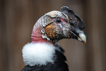 Portrait of Andean Condor (Vultur gryphus)