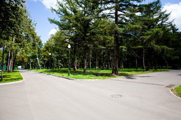 Alleys and paths of the park with tall green trees on a sunny day along which people walk