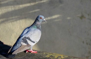 Pigeon standing.Great details of a Pigeon or Columbidae is a bird family consisting of pigeons and doves.