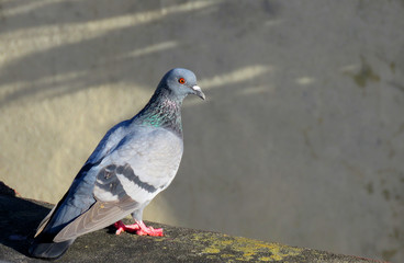 Pigeon standing.Great details of a Pigeon or Columbidae is a bird family consisting of pigeons and...