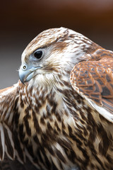 Portrait of Young Laggar Falcon (Falco jugger)