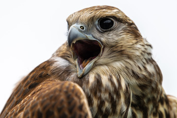 Portrait of Young Laggar Falcon (Falco jugger)