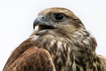 Portrait of Young Laggar Falcon (Falco jugger)