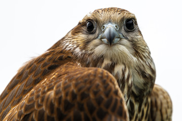 Portrait of Young Laggar Falcon (Falco jugger)
