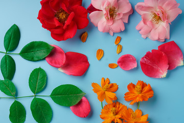 Blooming buds and scattered rose and cosmos flower petals, as well as green rose leaves on a blue background