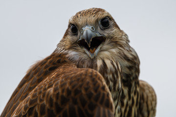 Portrait of Young Laggar Falcon (Falco jugger)