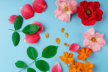 Blooming buds and scattered rose and cosmos flower petals, as well as green rose leaves on a blue background