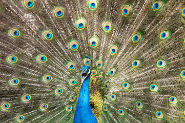 Fototapeta na wymiar Male peacock bird, Pavo cristatus, squarking with full display tail feathers