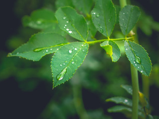 Blatt mit Wassertropfen