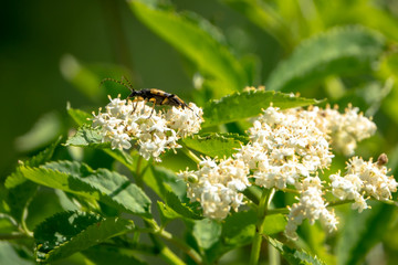 Käfer sitzt in Längsansicht auf Holunderblüte 
