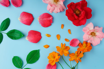 Blooming buds and scattered rose and cosmos flower petals, as well as green rose leaves on a blue background