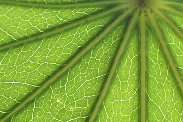 Green texture -  leaf of fatsia japonica or glossy-leaf paper plant