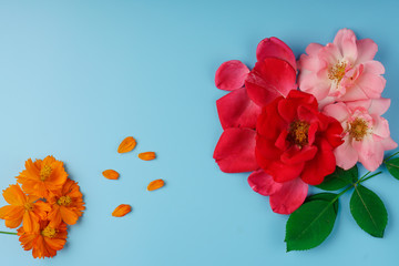 Neatly arranged on a blue background, blossomed flowers of Roses and Cosmos and green leaves of a rose.
