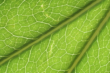 Green texture -  leaf of fatsia japonica or glossy-leaf paper plant