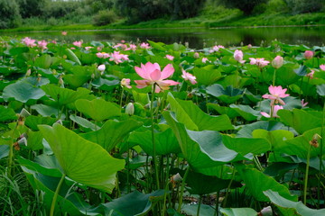 Blooming lotus in the Volga delta