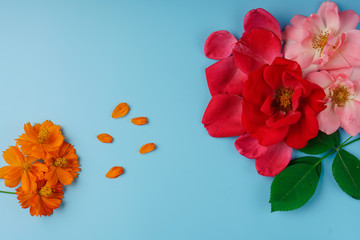 Neatly arranged on a blue background, blossomed flowers of Roses and Cosmos and green leaves of a rose.
