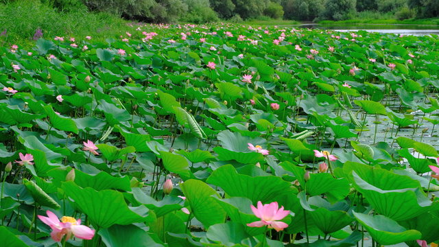 Blooming Lotus In The Volga Delta