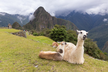 Llama at ruins of the  City of Machu Picchu, Peru