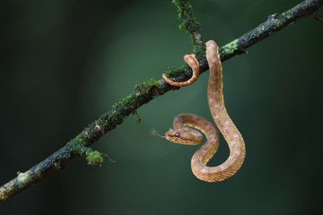 Eyelash palm pitviper flick tongue