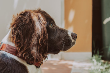Closeup profile shot of a german spaniel dog