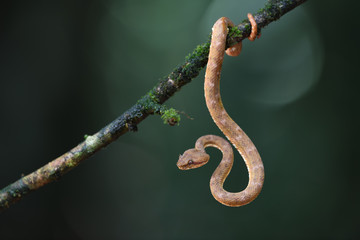 Eyelash palm pitviper