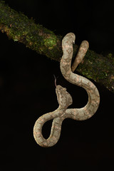 Eyelash palm pitviper flick tongue