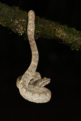 Eyelash palm pitviper