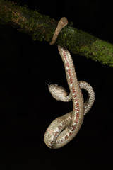 Eyelash palm pitviper flick tongue