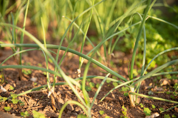 Green chive leaves and plants used for culinary spices