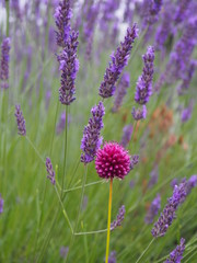 Naklejka premium Lavendel