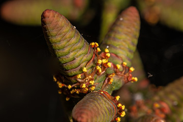 Pollen of Male Cones from Welwitschia (Welwitschia mirabilis)