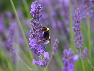Hummel im Lavendel